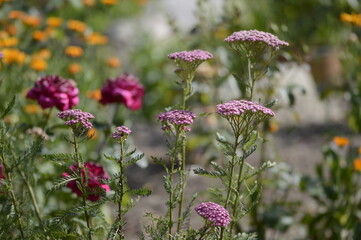Close-up of Achillea millefolium ‘Pretty Belinda’, known as pink yarrow, with delicate, flat-topped flower clusters growing in a soft-focus garden setting. © agatchen