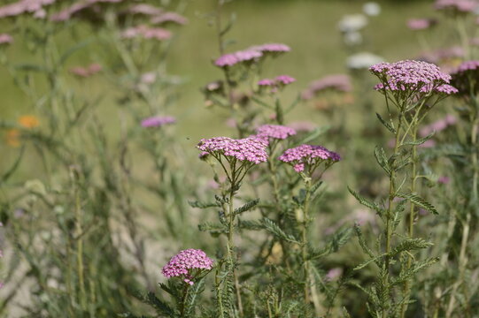 Close-up of Achillea millefolium &lsquo;Pretty Belinda&rsquo;, known as pink yarrow, with delicate, flat-topped flower clusters growing in a soft-focus garden setting.