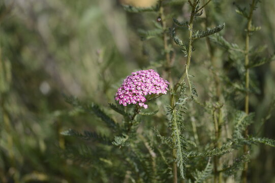 Close-up of Achillea millefolium &lsquo;Pretty Belinda&rsquo;, known as pink yarrow, with delicate, flat-topped flower clusters growing in a soft-focus garden setting.