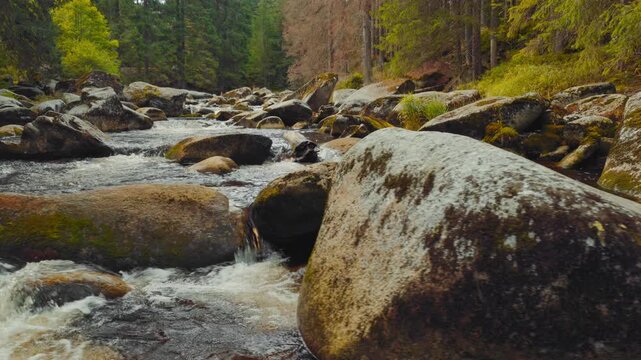 Smooth lateral aerial shot across a mountain stream flowing through a dense coniferous forest in a beautiful autumn atmosphere, with moss-covered boulders, flowing water and authentic natural sounds.