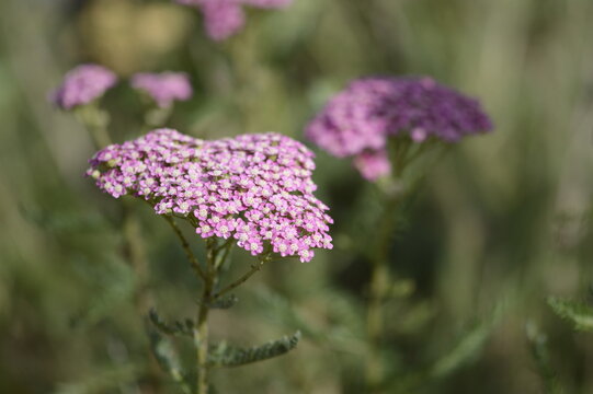 Close-up of Achillea millefolium &lsquo;Pretty Belinda&rsquo;, known as pink yarrow, with delicate, flat-topped flower clusters growing in a soft-focus garden setting.