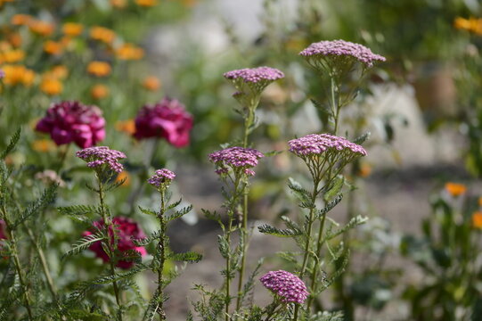Close-up of Achillea millefolium &lsquo;Pretty Belinda&rsquo;, known as pink yarrow, with delicate, flat-topped flower clusters growing in a soft-focus garden setting.