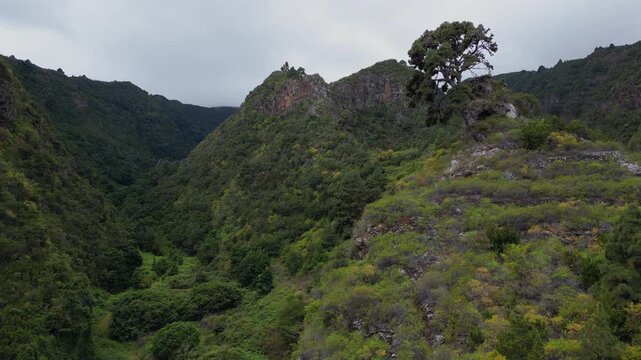 Stunning aerial footage revealing the lush, deep green valley of Barranco de Los Hombres on La Palma, one of the Canary Islands in Spain
