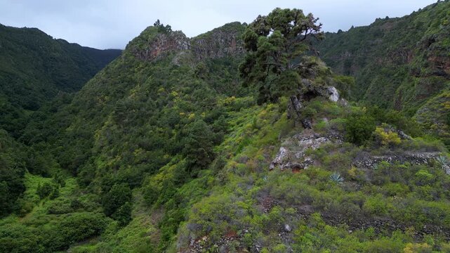 Aerial drone view flying backwards revealing the stunning green landscape of the Barranco de Los Hombres canyon on the island of La Palma