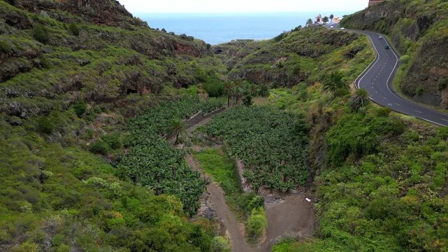Aerial view of the lush green Barranco de Los Hombres canyon on La Palma island. Cars driving on a winding road with the Atlantic Ocean in the background