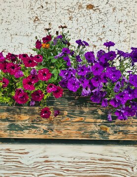 flowers on wooden background