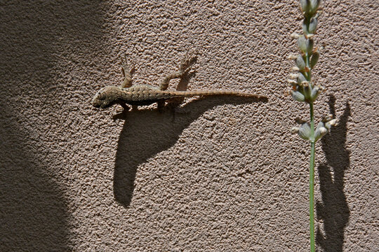 Young Western fence lizard casts shadow on wall.  Sharp claws allow the lizard to climb rough textured wall