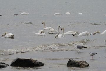 swans birds and seagulls in Black sea at Varna - BG © Miralem