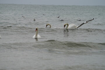 swans birds and seagulls in Black sea at Varna - BG © Miralem
