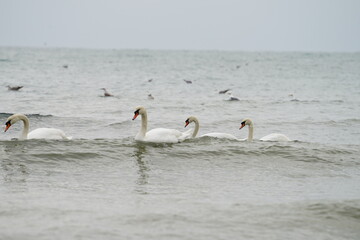 swans birds and seagulls in Black sea at Varna - BG © Miralem