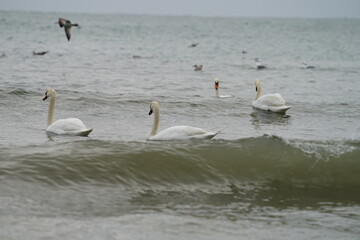 swans birds and seagulls in Black sea at Varna - BG © Miralem