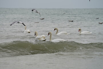 swans birds and seagulls in Black sea at Varna - BG © Miralem