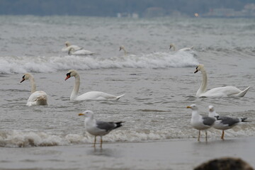 swans birds and seagulls in Black sea at Varna - BG © Miralem