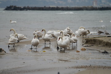 swans birds and seagulls in Black sea at Varna - BG © Miralem