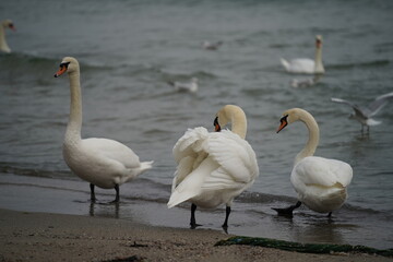 swans birds and seagulls in Black sea at Varna - BG © Miralem