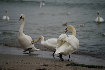 swans birds and seagulls in Black sea at Varna - BG © Miralem