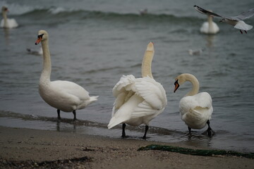 swans birds and seagulls in Black sea at Varna - BG © Miralem