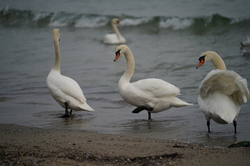 swans birds and seagulls in Black sea at Varna - BG © Miralem