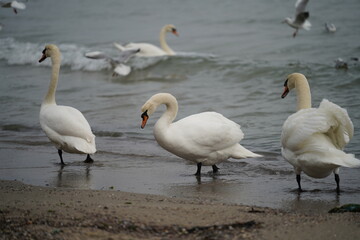 swans birds and seagulls in Black sea at Varna - BG © Miralem