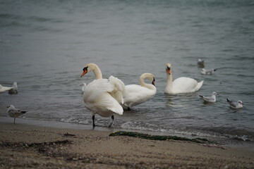 swans birds and seagulls in Black sea at Varna - BG © Miralem