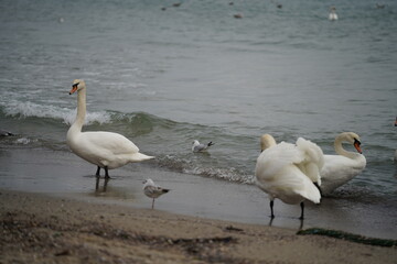 swans birds and seagulls in Black sea at Varna - BG © Miralem