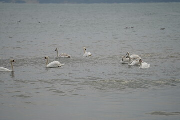 swans birds and seagulls in Black sea at Varna - BG © Miralem