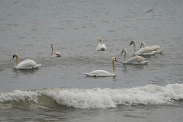 swans birds and seagulls in Black sea at Varna - BG © Miralem