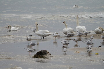 swans birds and seagulls in Black sea at Varna - BG © Miralem