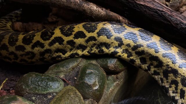 Green anaconda Eunectes murinus snake in South American habitats, giant boa, zoology, wildlife observation and research.