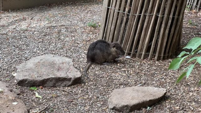 Eating nutria sitting on gravel ground near wooden tree guard wildlife
