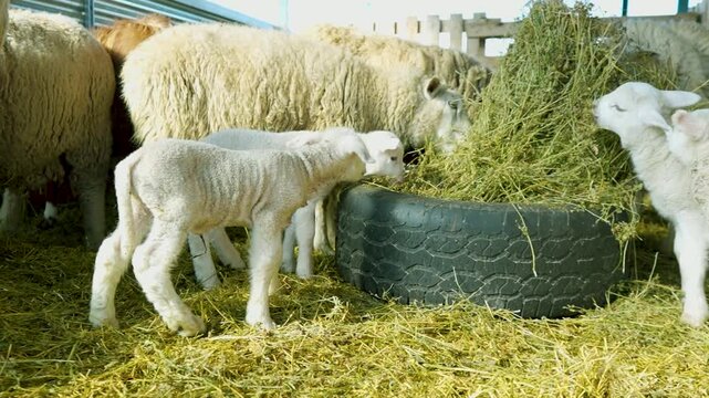 Ovejas y adorables corderos blancos comiendo heno de un comedero r&uacute;stico hecho con un neum&aacute;tico reciclado dentro de un establo. Escena de vida rural, cr&iacute;a de ganado ovino y animales de granja.