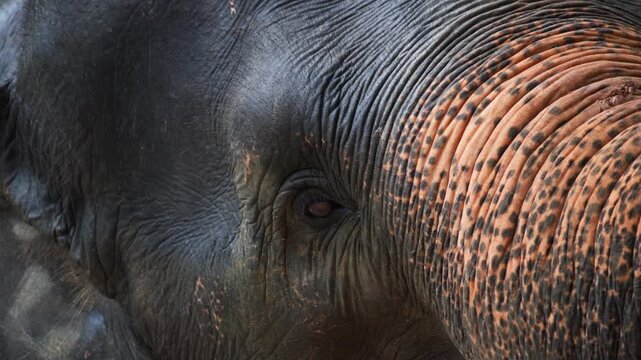 Amazing closeup of wild asian elephant. Perfect for any use.
