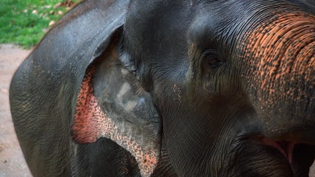 Amazing closeup of wild asian elephant. Perfect for any use.