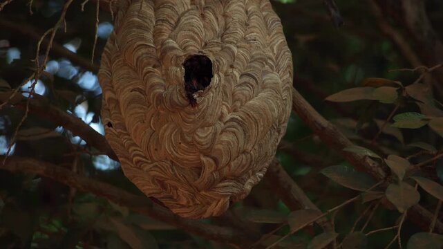 An incredible close-up of a large tree wasp nest on a tree in the middle of the tropical forest. 