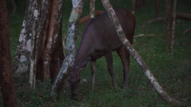 An incredible close-up of a wild sambar deer trying to feed in the dim light of the forest. 