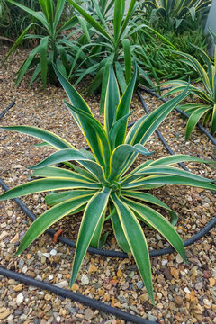 Agave angustifolia variegata succulent with striped leaves, native Americas, used in garden landscaping and exterior design, drought tolerant ornamental plant. Real Photo.
