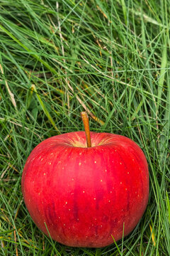 Fresh red apple lying in the green grass close up
