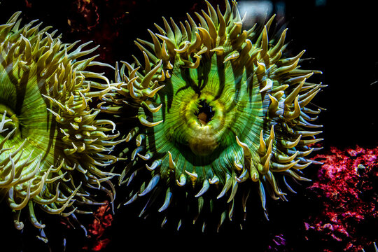 Vibrant green sea anemones glowing in the dark depths of a saltwater aquarium display tank