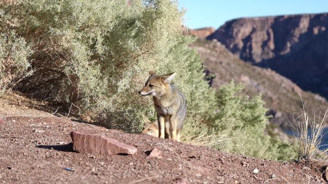 Zorro salvaje alerta junto a un arbusto en un paisaje &aacute;rido y monta&ntilde;oso, con un segundo zorro asom&aacute;ndose discretamente por detr&aacute;s. Hermosa escena de fauna silvestre en su h&aacute;bitat natural.