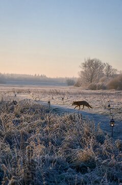 Colorful path in a meadow during winter with a fox