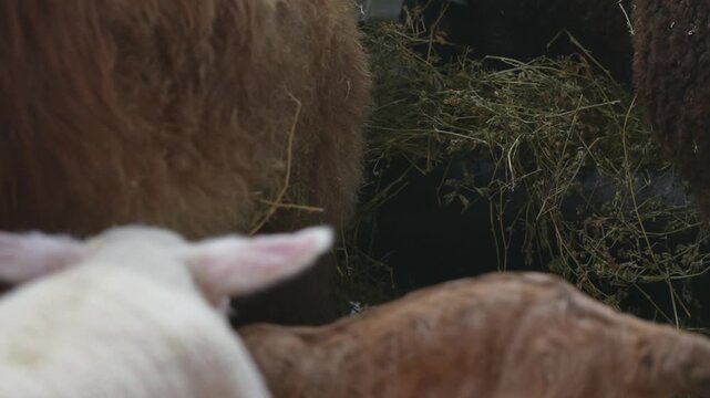 Ovejas y adorables corderos blancos comiendo heno de un comedero r&uacute;stico hecho con un neum&aacute;tico reciclado dentro de un establo. Escena de vida rural, cr&iacute;a de ganado ovino y animales de granja.