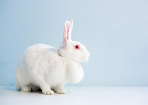 A domesticated white rabbit with red eyes and a large dewlap