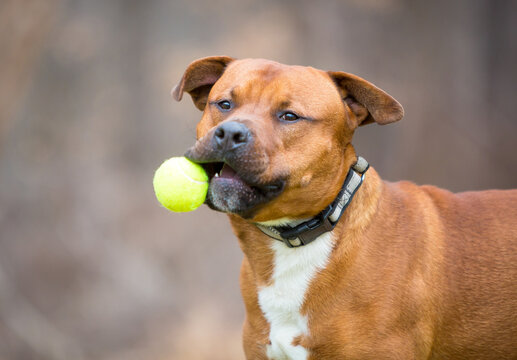 A mixed breed dog awkwardly trying to catch a ball
