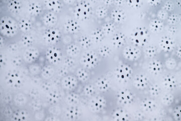 Close up of Black and White Abstract Water Drops on Glass Background © Anna Hoychuk