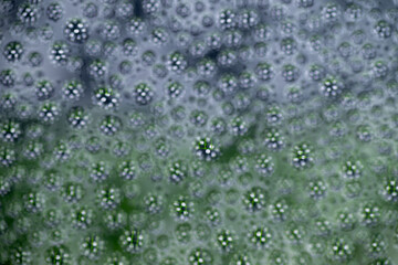 Close up of Black and White and Green Abstract Water Drops on Glass Background © Anna Hoychuk