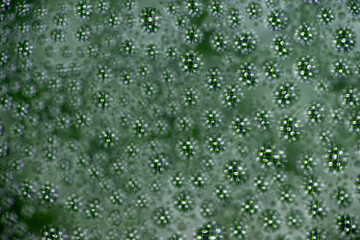 Close up of Black and White and Green Abstract Water Drops on Glass Background © Anna Hoychuk
