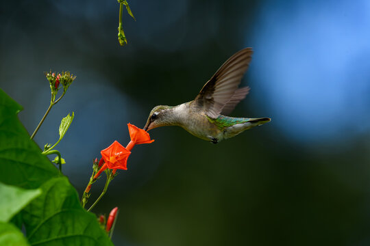 Female Ruby-throated Hummingbird feeding on a bright red morning glory flower. It generally spends the winter in Central America and migrates to Eastern North America for the summer to breed. 