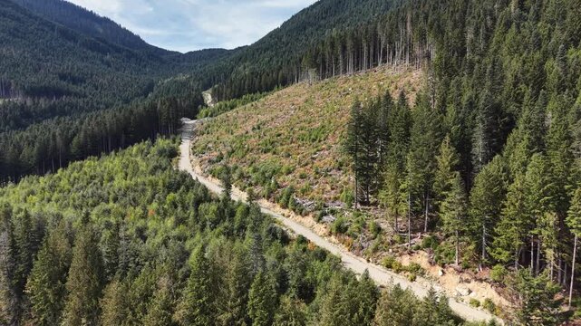 Aerial view of a forest logging road winding through BC woodland