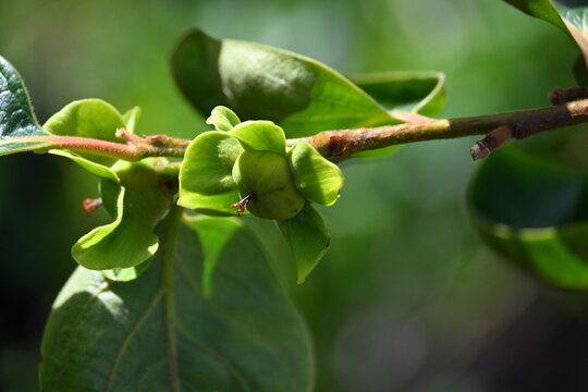 Persimmon Blossoms on Branch in Sunlight