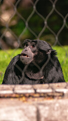 Black monkey behind a mesh fence in a zoo enclosure. © Павел Приходько